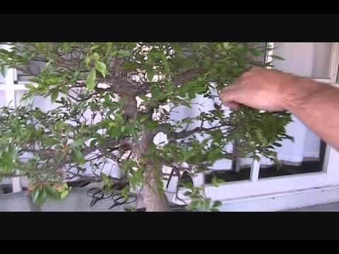 how to fertilize chinese elm bonsai