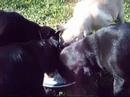 Mopswelpen bei der F�tterung (Mops Pug puppy puppies)