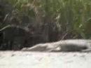 Wild Crocodile in Tuaran, Sabah Wild Crocodile in Tuaran, Sabah