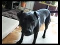paxx in gaja playing