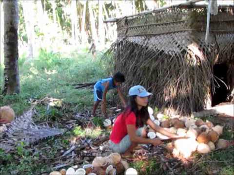 how to harvest coconut