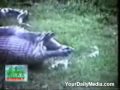anconda