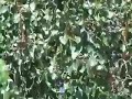 Bodhi Tree