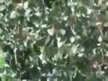 Bodhi Tree