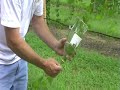 Propagating a new muscadine plant using a 2 liter bottle. Easy way to propagate a new cutting by using a 2 liter bottle and some topsoil. Leave bottle on plant until vine goes dormant in winter and then cut rooted shoot from vine. Heel in bare rooted plant for winter and plant in the following spring when buds begin to swell.