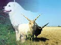 Pajzs Sz�vets�g - Igazs�gtev? Szer - Nemzeti Dal 2006