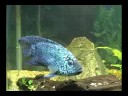 Electric Blue Jack Dempsey Manele-Gratis.net