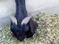 Bakariya (Goats) of Pirmahal, Pakistan.