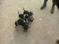 videos de basset bleu de gascogne