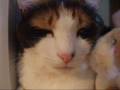 猫のあいさつ