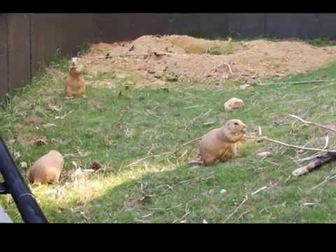 Zoo: Black-tailed Prairie Dogs