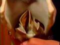 voicephysiology