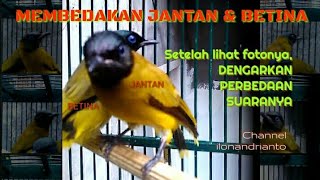 Kurincang Burung Www Twistmedia Info