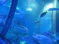 the elevator through the tank.