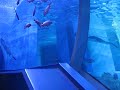 the elevator through the tank.