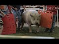 Iowa State Fair - The Big Animals