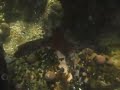un pulpo .MOV