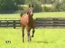 Warrawee Lad