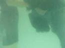Lola the Newfoundland - Hydrotherapy