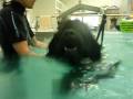 Lola the Newfoundland - Hydrotherapy