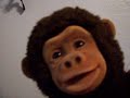 MONKEYS GOT GROOVE 2 MONKEYS GOT GROOVE 2