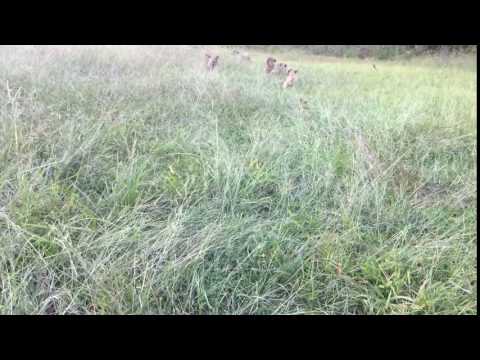 Puppies playing in the grass