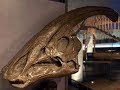 Tribute to Parasaurolophus