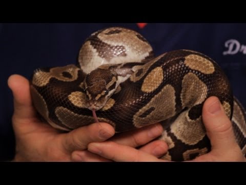 how to properly take care of a ball python