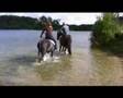 paarden in bad