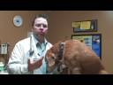 Dog Care Tips : Cures for Dog Shedding