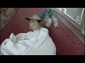 Really Funny - Funny Yorkshire Terrier =D