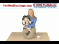Video - You Can Prevent Cat Health Problems with Supplements