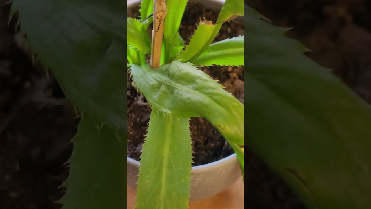 How to Grow Culantro * No BOLTING Cilantro HERB Mexican Coriander