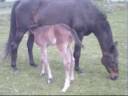 video poulain 2008