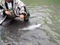 Fly fishing for Skeena River Coho (Silver) Salmon