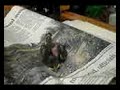 baby bird found at school (pt 2)