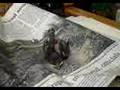 baby-bird-found-at-s