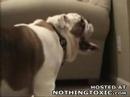 Dog is the cutest in the world