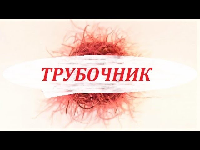 Трубочник. Живой корм для аквариумных рыбок. Добыча и хранение.