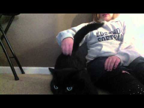 how to look after a cat properly