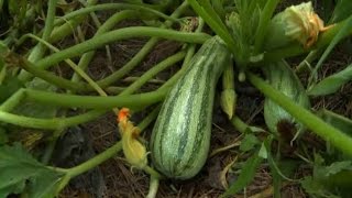 Growing Zucchini