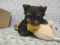 ???? (Yorkshire Terrier)