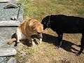 Jasmine greets Abbey