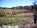 *Destroying* the straw of corn, with a rotary cutter *Destroying* the straw of corn, with a rotary cutter