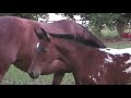 Appaloosa Sport horse filly, For sale from Confetti Farms