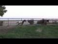 Appaloosa Sport horse filly, For sale from Confetti Farms