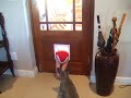 Kitty door kiddy door.avi