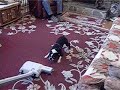 Spike vs the Vacuum Cleaner Spike vs the Vacuum Cleaner