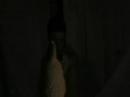 Night of the Rubber Chicken (new trailer!) (SOLAR)