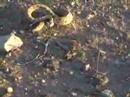 Sidewinder Rattlesnake